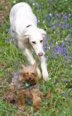 Tia burning off some energy
Palabras clave: Tia Saluki woodland bluebells energy