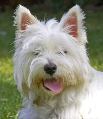 Who's a pretty girl then!
Klíčová slova: Maisy West Highland Terrier tongue