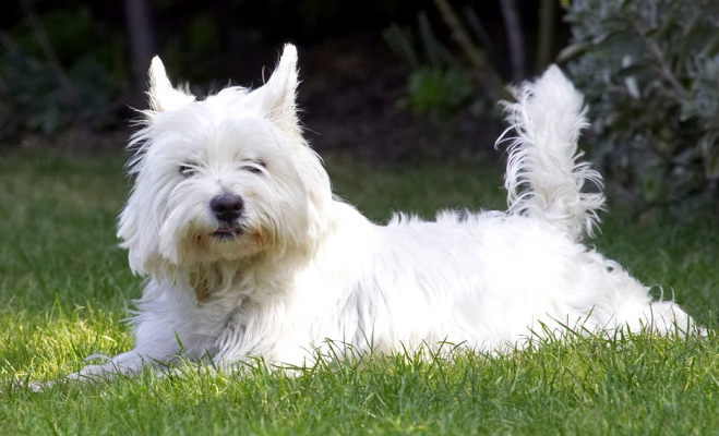 Fed up with playing; I'll just lie here awhile..........
Ключові слова: Maisy West Highland Terrier