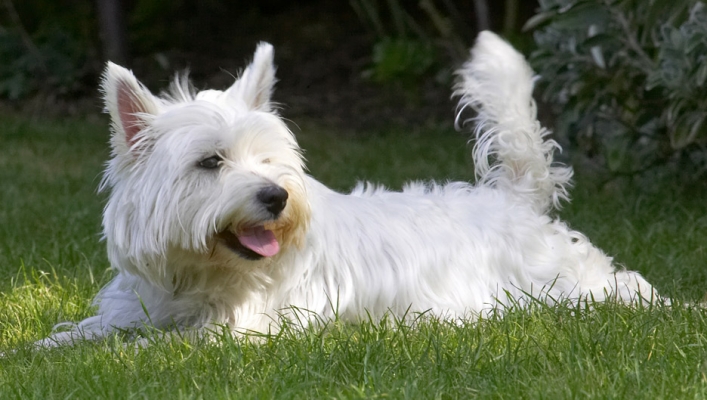 ........... ooh, though there may be something exciting over there
Ključne besede: Maisy West Highland Terrier