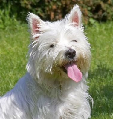 I'm all ears!
Słowa kluczowe: Maisy West Highland Terrier tongue