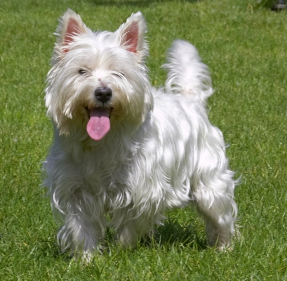 C'mon, let's play
Keywords: Maisy West Highland Terrier tongue