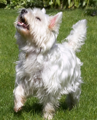 C'mon, give, give, give
Ключевые слова: Maisy West Highland Terrier