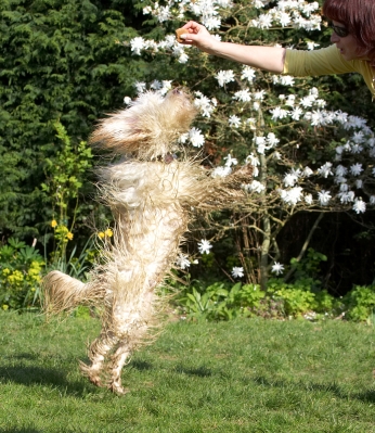 Whirling Dervish
Anahtar kelimeler: Rupert Tibetan Terrier