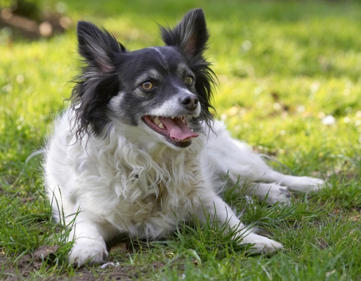 Jus' taking a breather
Keywords: Matt Longhaired Chihuahua tongue