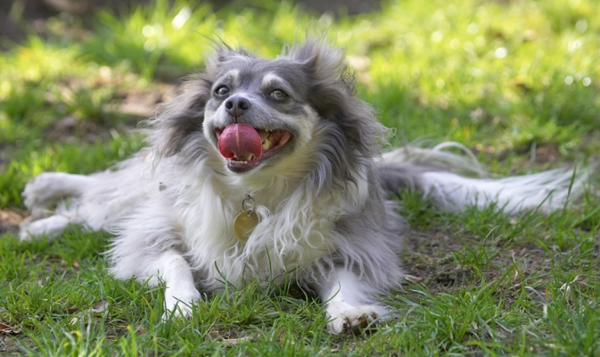 Just spreading myself about
Ključne besede: Rose Longhaired Chihuahua tongue