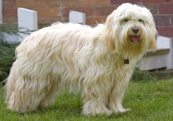 Quick, take the shot - I won't stay this white and fluffy for long
Schlüsselwörter: Rupert Tibetan Terrier