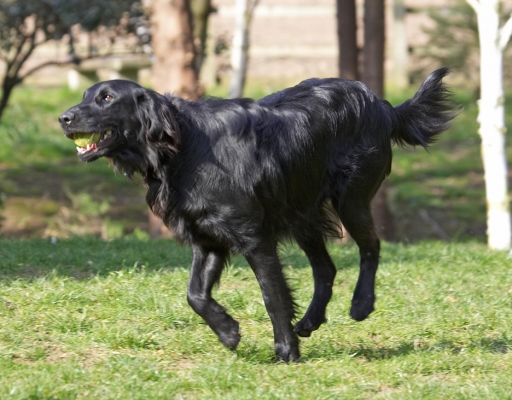 Better show Mom I got some action in.........
Avainsanat: Loki Flatcoated Retriever