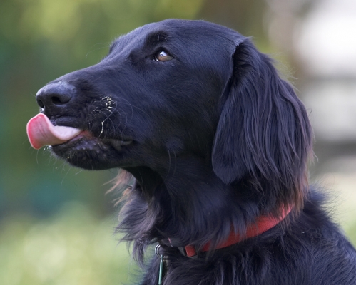 ............ in between snacks........
Trefwoorden: Loki Flatcoated Retriever tongue