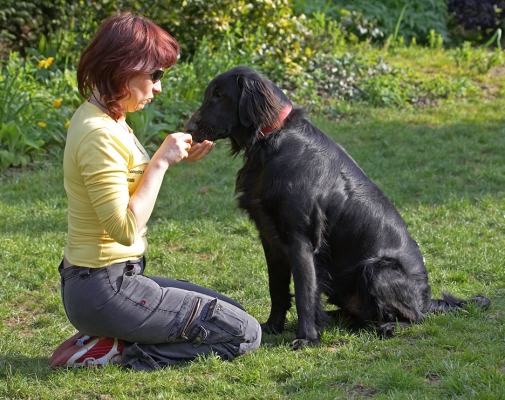Love-fest
Słowa kluczowe: Loki Flatcoated Retriever Beata