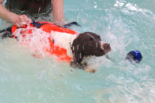 Chester Making A Big Splash
When Chester first got in the pool, he wanted to get out.  He wasn't distracted by the floating dog toys, etc. --- he just wanted out.
Keywords: Chester swimming dog canine hydrotherapy Ritz Canine