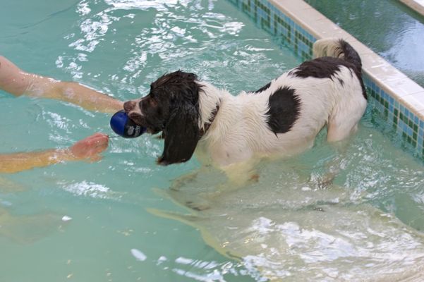 Chester Walking Down the Ramp
Chester would venture down the ramp when lured by the floating ball, but wouldn't actually swim out to get the ball.  [i]Yet.[/i]
Schlüsselwörter: Chester swimming dog floating toy canine hydrotherapy Ritz Canine