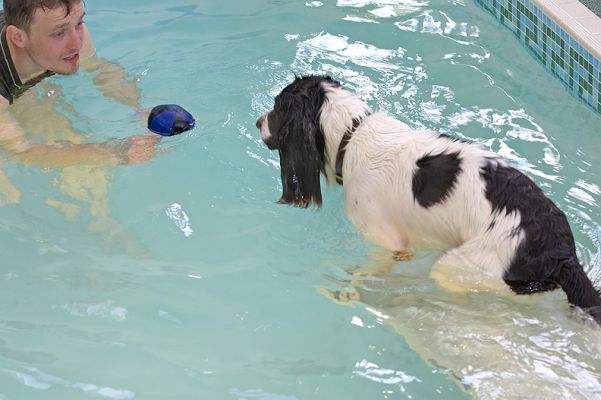 Chester and Christopher -- Mano a Mano
Christopher trying to lure Chester off the ramp with the floating ball.
Trefwoorden: Chester Christopher floating toy canine hydrotherapy Ritz Canine