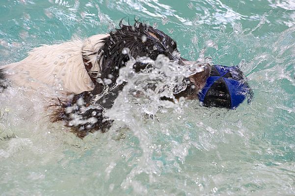 Chester Going for the Ball
. . . and making a big splash.
Palabras clave: Chester splash floating toy ball swimming dog canine hydrotherapy Ritz Canine