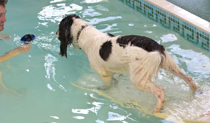 Chester Stretching Out
Chester stretching at the end of the ramp, trying to get the ball from Christopher without actually having to swim.
Palabras clave: Chester swimming floating toy dog ramp PetRamp canine hydrotherapy Christopher Ritz Canine