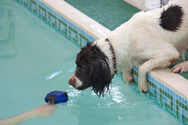 Chester and the Ball
Anahtar kelimeler: Chester swimming dog floating toy pool canine hydrotherapy Ritz Canine