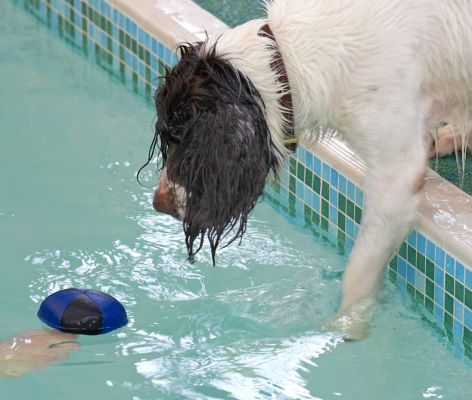 Chester and the Ball
Chester was quite clever.  He'd gently paw the water to create a current to bring the floating ball to the side of the pool.  Christopher was also clever:  the ball has a small string on the bottom, and Christopher held the string so the ball didn't move.
Keywords: Chester swimming pool floating toy canine hydrotherapy Ritz Canine
