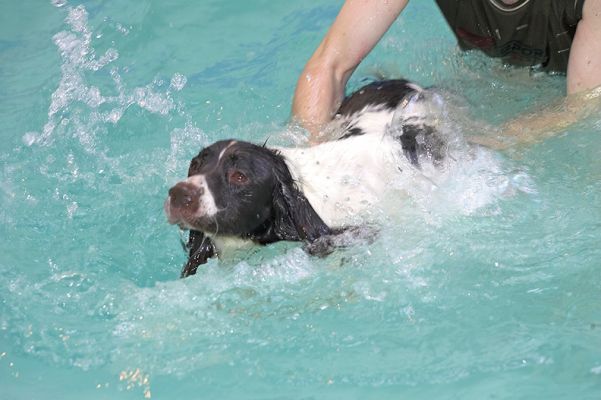 Chester and the Pool
We also tried Chester without the life preserver (Christopher was in the pool with him at all times).  When Chester first gets into the water, he really tries to get out.
Keywords: Chester splash dog swimming canine hydrotheraphy Christopher Ritz Canine