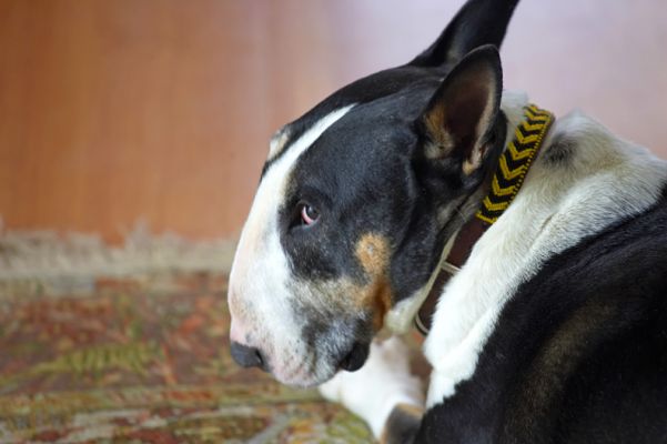 Tapa Resting by the Door
Tapa in prime position --- just inside the front door at Whitecroft --- so he can carefully monitor all activity.
Schlüsselwörter: Tapa English Bull Terrier Whitecroft front door monitor