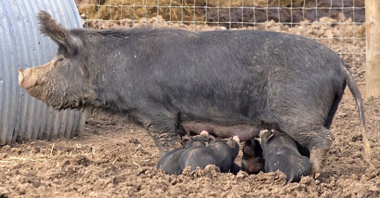 Berkshire Pig With Her Babies
Mermaid with her litter of baby Berkshire (Kurobuta) pigs.
Keywords: Mermaid Berkshire pig litter Kurobuta pig
