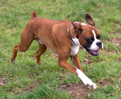 Here Comes Dave the Dog
Dave is a Boxer --- and here he's running.
Keywords: Dave Boxer dog running
