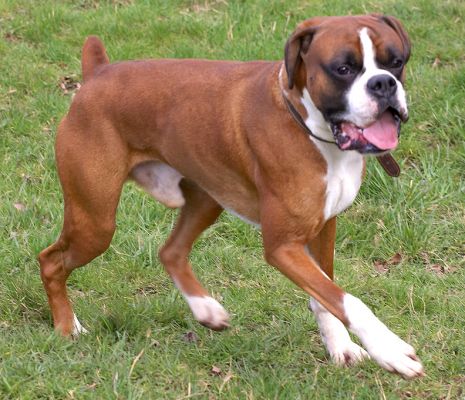Dave the Dog
Anahtar kelimeler: Dave Boxer dog