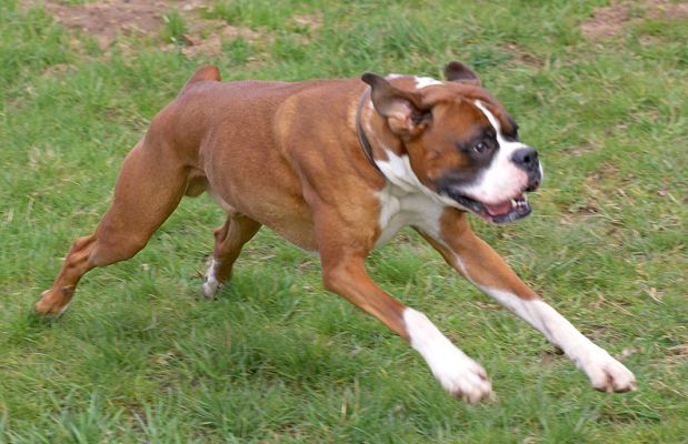 Dave the Dog
Schlüsselwörter: Dave Boxer dog runnin