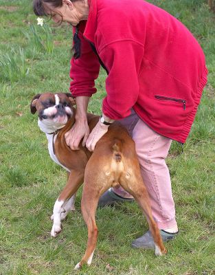 Marjorie and Dave the Dog
Schlüsselwörter: Marjorie Dave Boxer dog massage canine massage