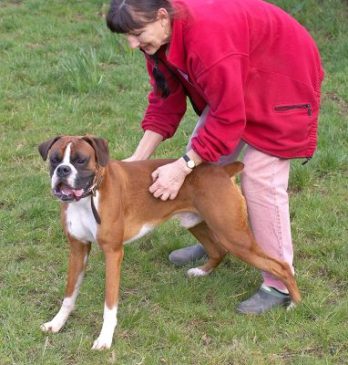 Marjorie and Dave the Dog
Marjorie giving Dave a back rub.
Keywords: Marjorie Dave dog Boxer massage canine massage dog massage