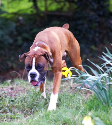 Dave
Schlüsselwörter: Dave Boxer dog