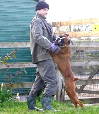 Dave Playing With Christopher
Anahtar kelimeler: Dave Christopher Boxer dog