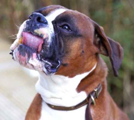 Dave the Dog
Palabras clave: Dave tongue Boxer dog