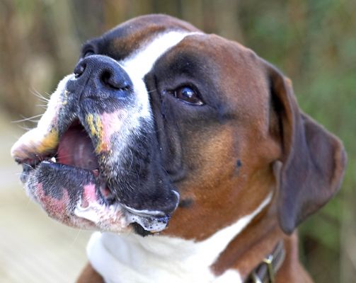 Dave
Ključne besede: Dave Boxer tongue peanut butter dog