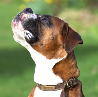 Dave
Looking upwards --- for more peanut butter.
Ключові слова: Dave Boxer peanut butter dog