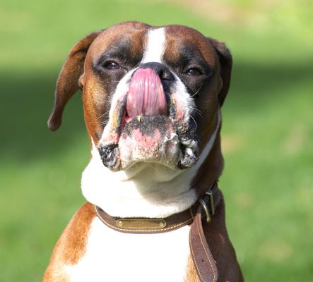 Dave Licking His Chops
A little bit of peanut butter and he's happy.
Keywords: Dave peanut butter Boxer tongue lick