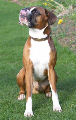 Dave
Keywords: Dave garden Boxer dog