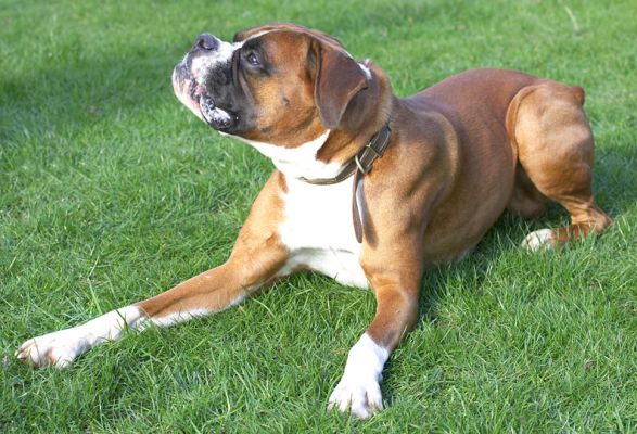 Dave
Keywords: Dave Boxer dog
