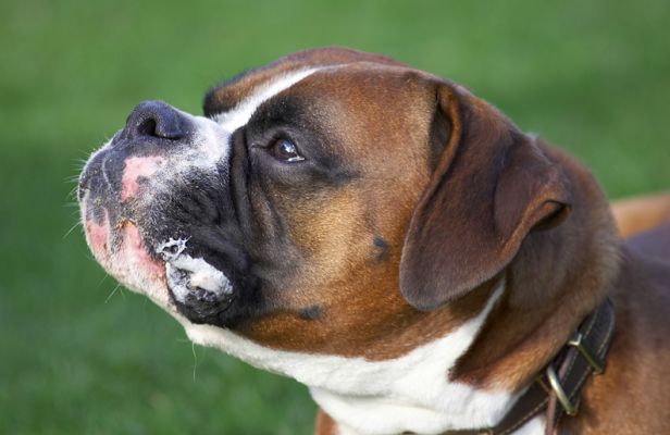 Dave the Dog
Ключови думи: Dave Boxer dog