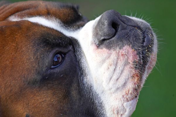 Dave
Anahtar kelimeler: Dave Boxer dog nose