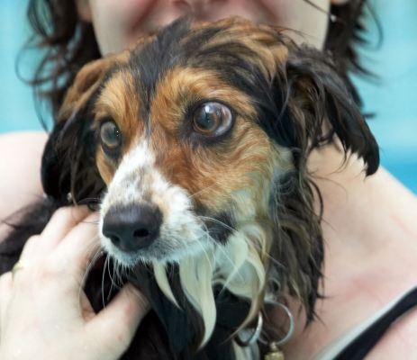 When can I get out????
Ключові слова: Animal Animals Canine Canines Collie Collies Dog Dogs Gina Land Mammal Land Mammals Molly Pool Swimming Terrestrial Mammal Terrestrial Mammals