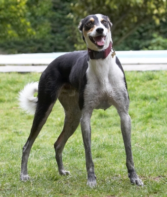 You know, it takes skill to get this dirty!!
Λέξεις-κλειδιά: Dogs Playing Play Murphy Lurchers Lurcher Laughing Laugh Land Mammals Land Mammal Animal Animals Canine Canines Dog Playtime Smile Smiling Terrestrial Mammal Terrestrial Mammals Tongue