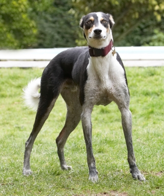 Wot you mean I gotta have a bath now??
Klíčová slova: Animal Animals Canine Canines Dog Dogs Land Mammal Land Mammals Lurcher Lurchers Murphy Play Playing Playtime Terrestrial Mammal Terrestrial Mammals