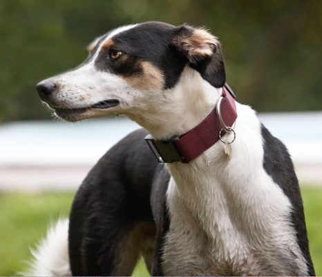 Maybe if I don't look at them they'll forget to bath me
Λέξεις-κλειδιά: Animal Animals Canine Canines Dog Dogs Land Mammal Land Mammals Lurcher Lurchers Murphy Play Playing Playtime Terrestrial Mammal Terrestrial Mammals