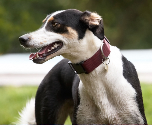 Oooooh, the thought of a bath
Schlüsselwörter: Animal Animals Canine Canines Dog Dogs Land Mammal Land Mammals Lurcher Lurchers Murphy Play Playing Playtime Terrestrial Mammal Terrestrial Mammals