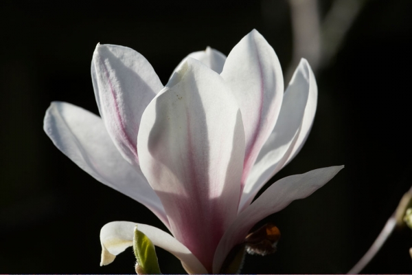 Spring Magnolia
Anahtar kelimeler: Flora Flower Flowers Garden Gardening Gardens Magnolia