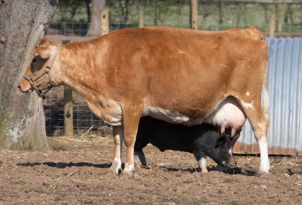 Belinda The Guernsey With Her Adopted Piglet
Belinda and Joseph, the Berkshire piglet, have become fast friends.  Belinda has become his surrogage mother and goes everywhere with him.
Keywords: Animal Husbandry Belinda Berkshire Pig Black Hog Cattle Cow Cows Guernsey Husbandry Kurobuta Livestock Livestock Farming Lucies Farm Pig Pigs