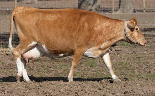 Belinda on the Prowl
Schlüsselwörter: Animal Husbandry Belinda Berkshire Pig Black Hog Cattle Cow Cows Guernsey Husbandry Kurobuta Livestock Livestock Farming Lucies Farm Pig Pigs