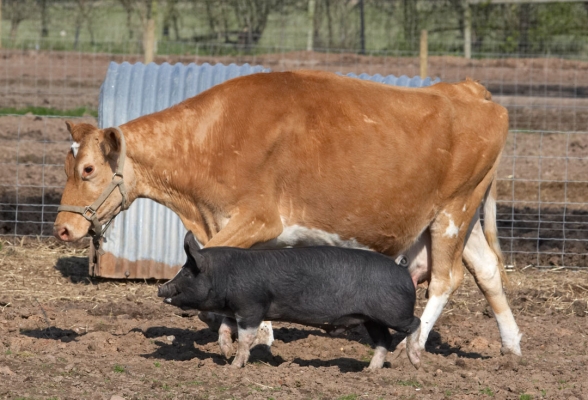 Belinda the Cow and Joseph the Pig
They go everywhere together, and when Joseph goes for a nap in his pig arc (one shown in the background) Belinda stands guard.
Keywords: Animal Husbandry Belinda Berkshire Pig Black Hog Cattle Cow Cows Guernsey Husbandry Kurobuta Livestock Livestock Farming Lucies Farm Pig Pigs
