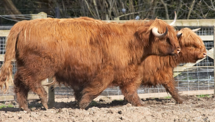 Two New Highland Cattle
Raised by Jim Mercer of Little Clevelode.  The steer Hamish (UK164609-600055) in the foreground and the heifer Balamory (UK311538-300001) in the background.
Schlüsselwörter: Animal Animals Bovine Cow Cows Highland Land Mammal Land Mammals Terrestrial Mammal Terrestrial Mammals Hamish Balamory