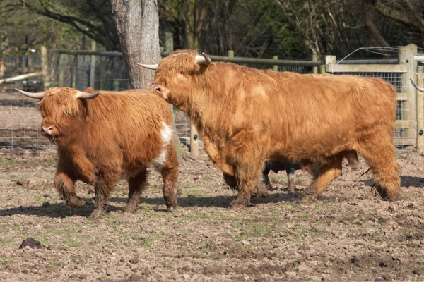 Ross In Pursuit of the Heifer
Ross was quite interested in this heifer Balamory (UK311538-300001).  She's quite small, but she is over two years old (born 6 January 2006) so should be interested in Ross' attention.  She wasn't.
Palabras clave: Animal Animals Bovine Cow Cows Balamory Highland Land Mammal Land Mammals Ross Terrestrial Mammal Terrestrial Mammals